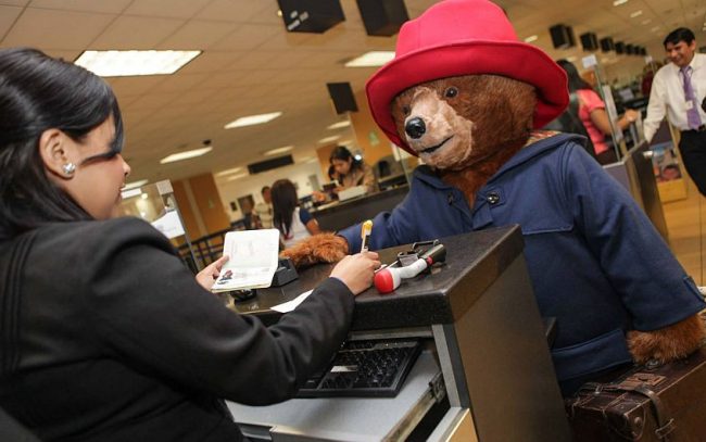 osito paddington peru